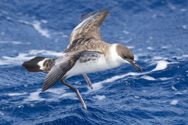 Great Shearwater
