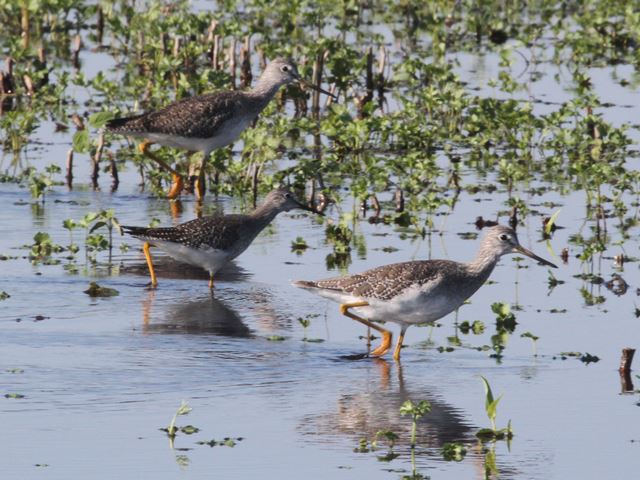 Greater Yellowlegs and Lesser Yellowlegs