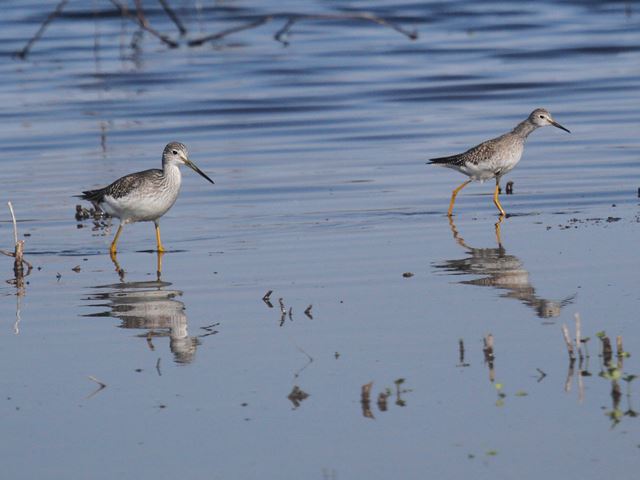 Greater Yellowlegs and Lesser Yellowlegs