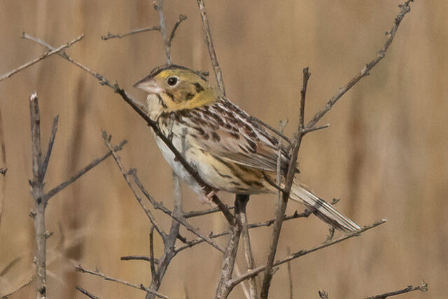 Henslow's Sparrow
