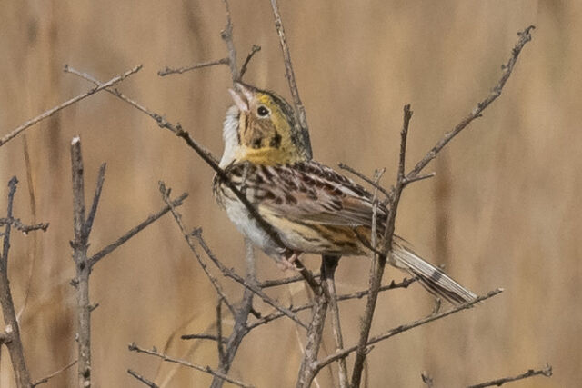 Henslow's Sparrow