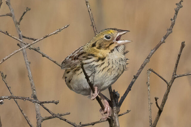 Henslow's Sparrow
