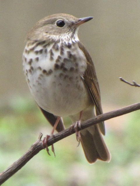 Hermit Thrush