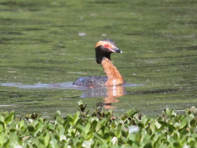 Horned Grebe