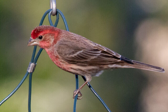 House Finch
