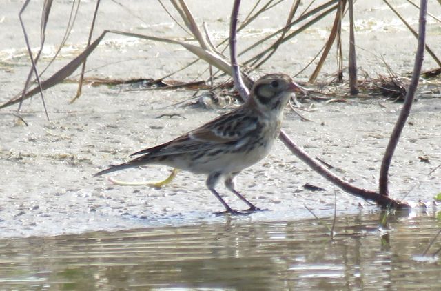 Lapland Longspur