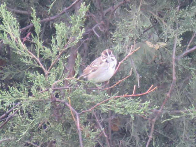 Lark Sparrow