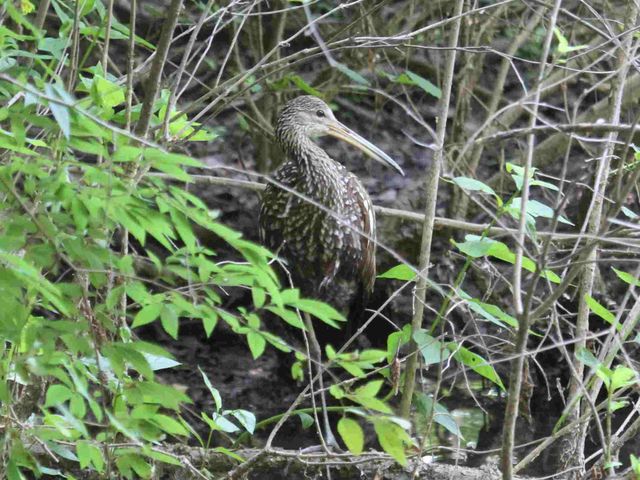 Limpkin