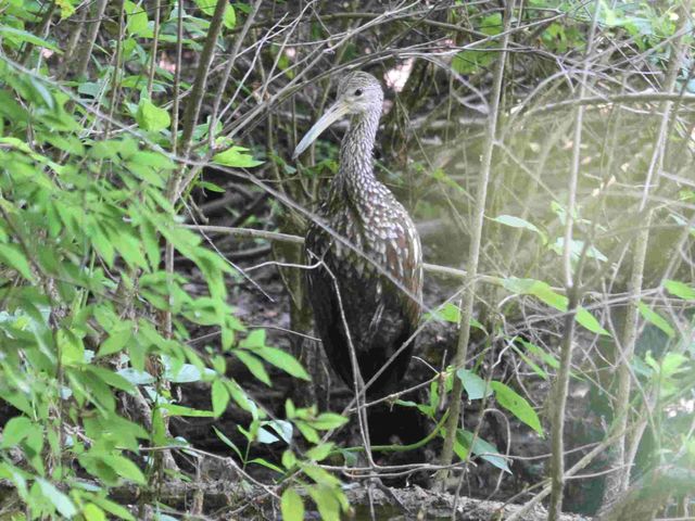 Limpkin