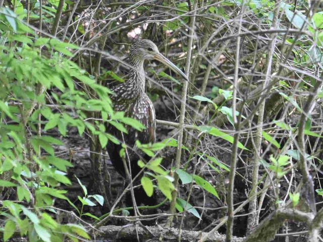 Limpkin