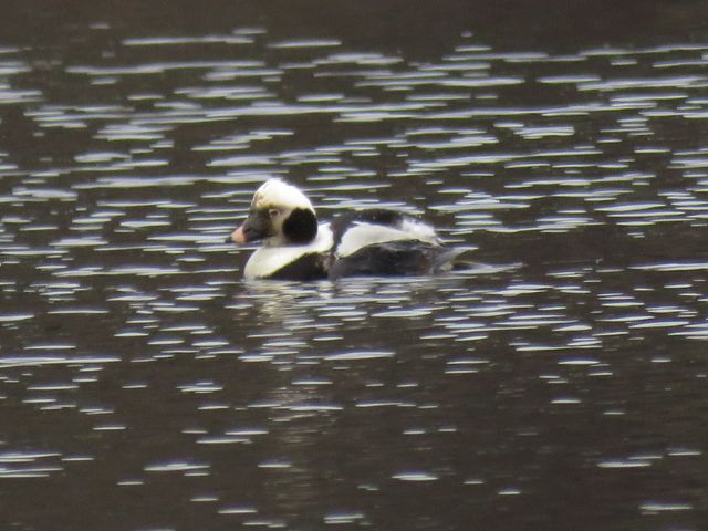 Long-tailed Duck