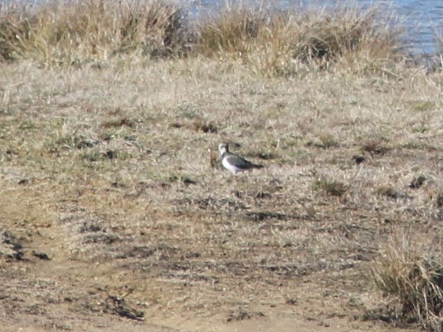 Northern Lapwing