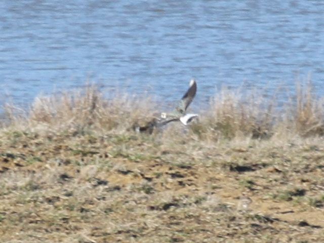 Northern Lapwing