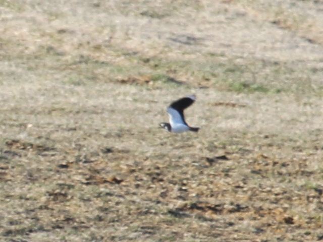 Northern Lapwing