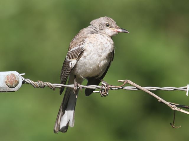 Northern Mockingbirds