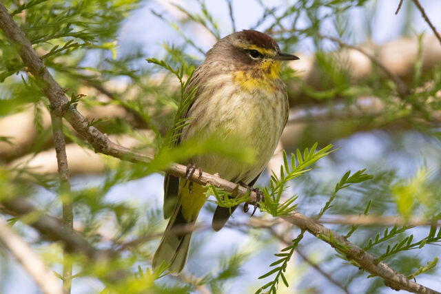 Palm Warbler