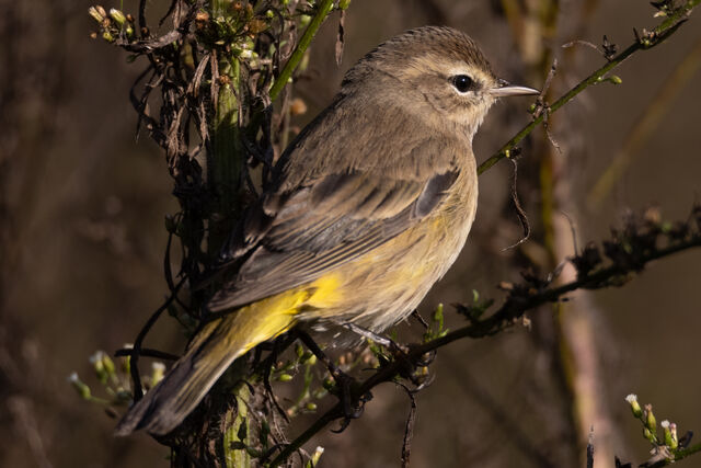 Palm Warbler