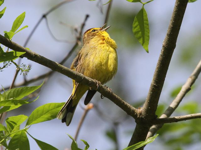 Palm Warbler