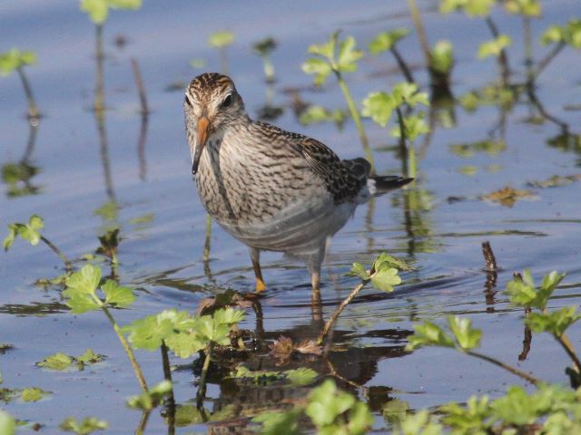 Pectoral Sandpiper