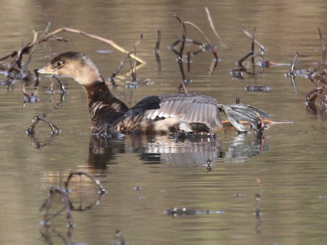 Pied-billed Grebe