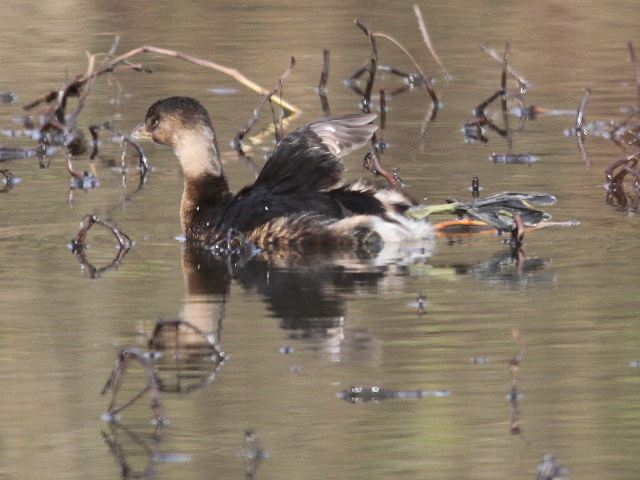 Pied-billed Grebe