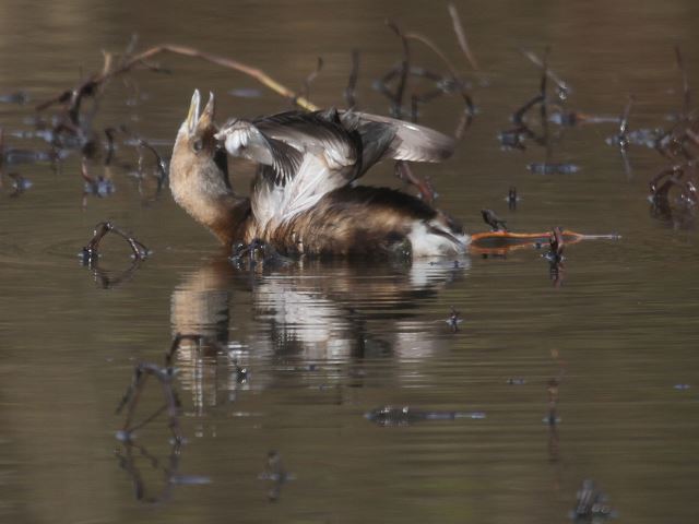Pied-billed Grebe