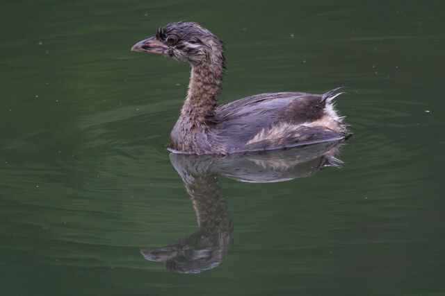 Pied-billed Grebe