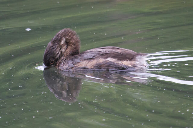 Pied-billed Grebe