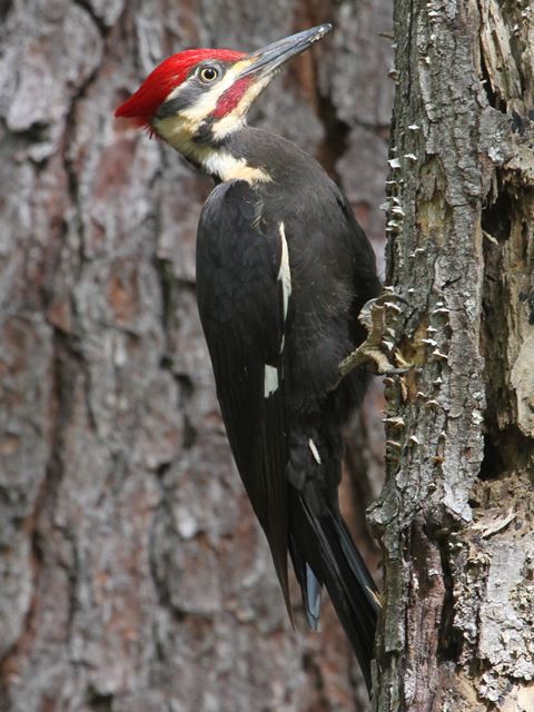 Pileated Woodpecker