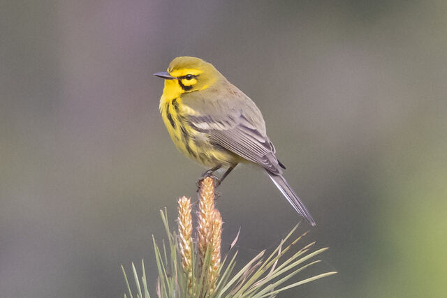 Prairie Warbler