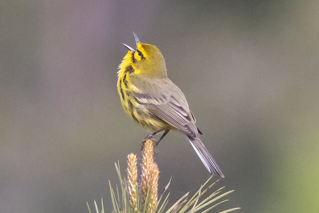 Prairie Warbler