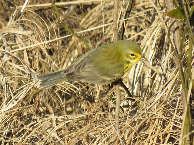 Prairie Warbler