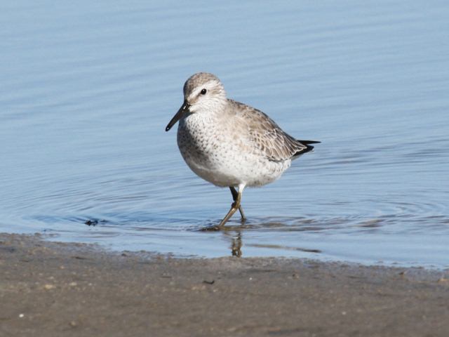 Red Knot