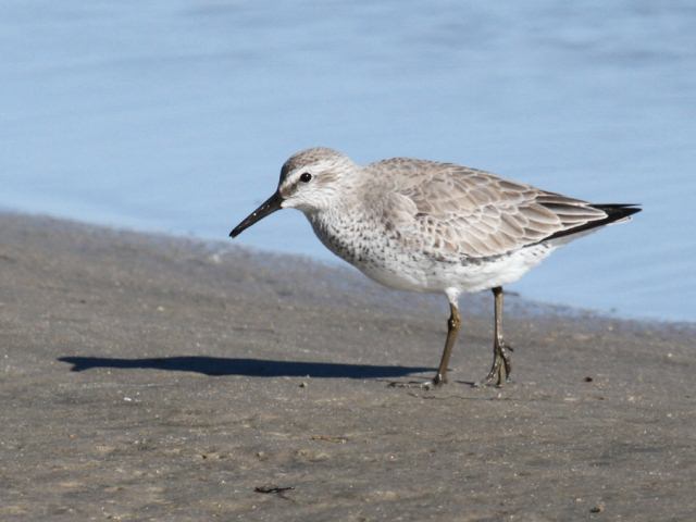 Red Knot