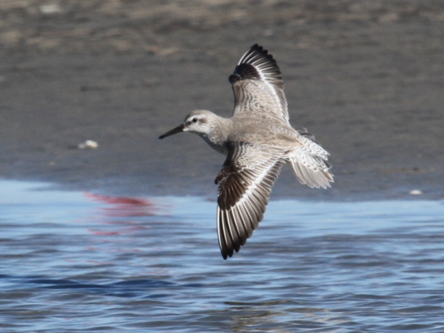 Red Knot