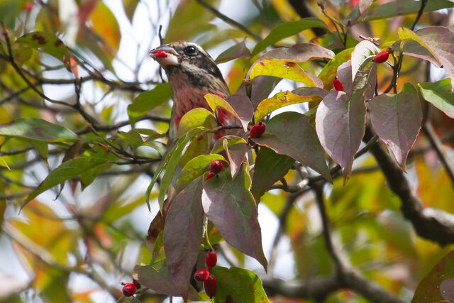 Rose-breasted Grosbeak