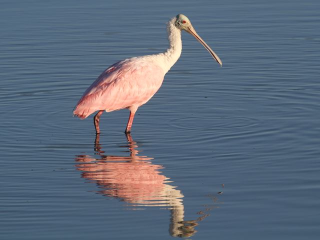 Roseate Spoonbills