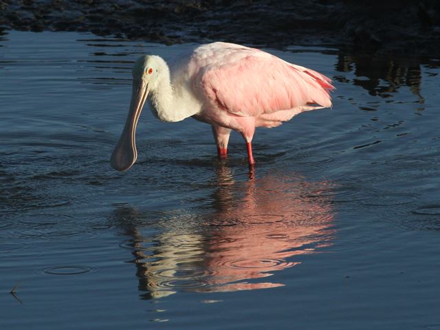 Roseate Spoonbills