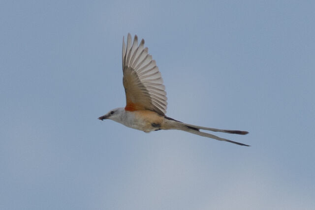 Scissor-tailed Flycatcher