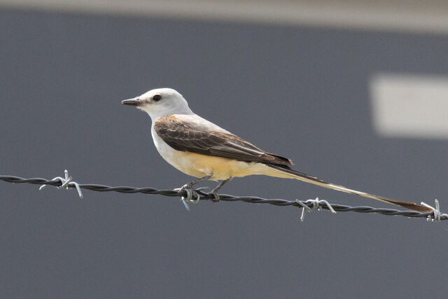 Scissor-tailed Flycatcher