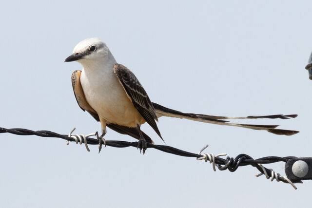 Scissor-tailed Flycatcher