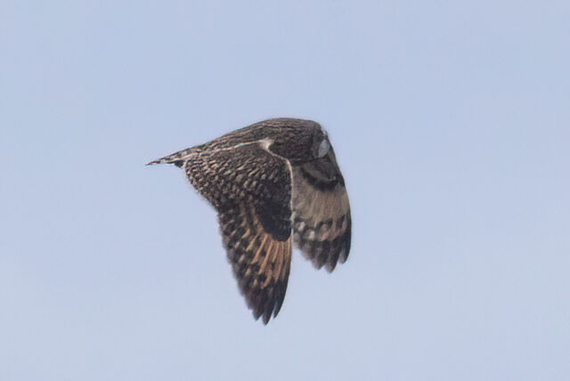 Short-eared Owl