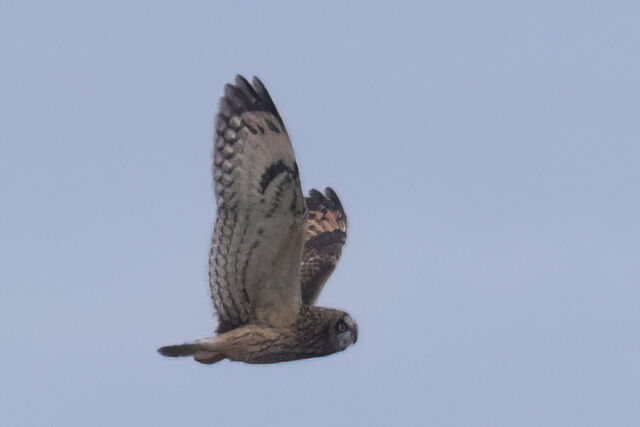 Short-eared Owl