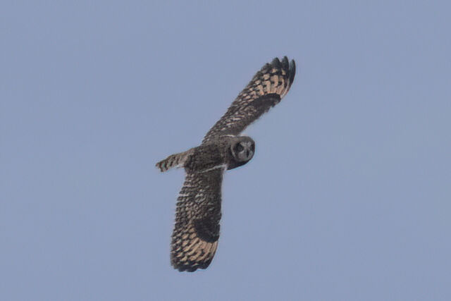 Short-eared Owl