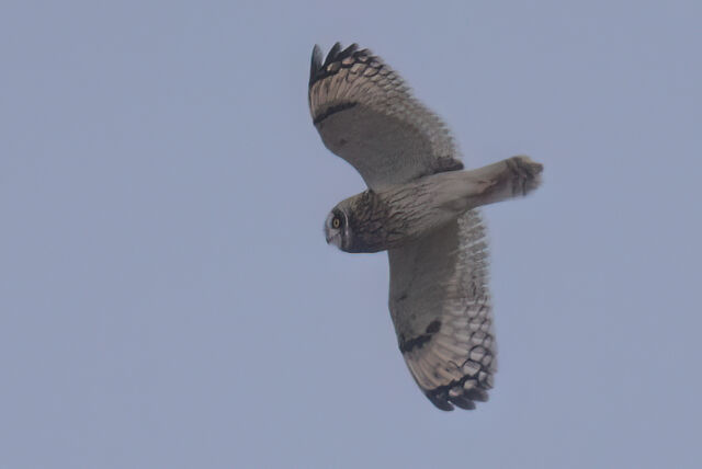 Short-eared Owl