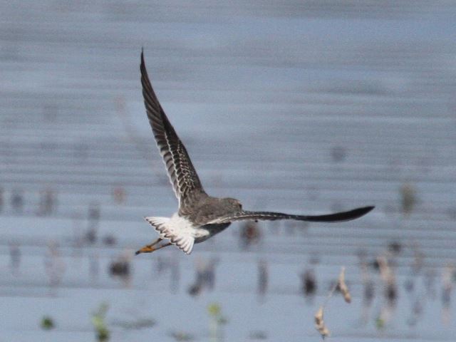 Lesser Yellowlegs and Stilt Sandpiper