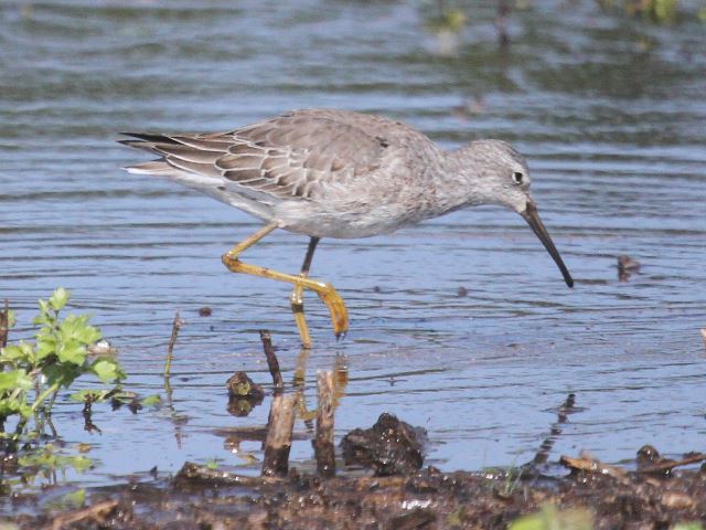 Stilt Sandpipers