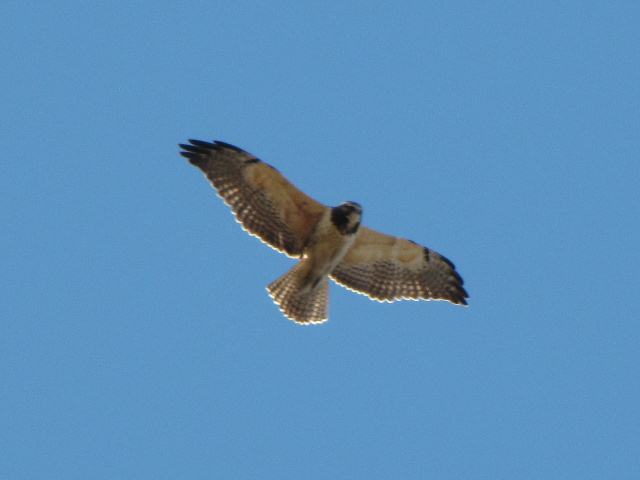 Swainson's Hawk