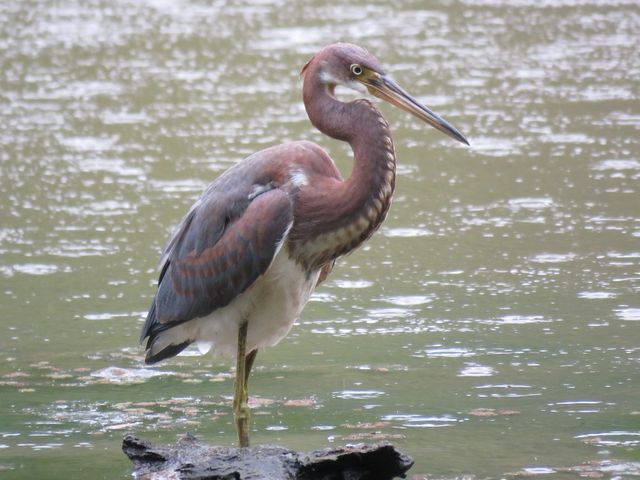 Tricolored Heron