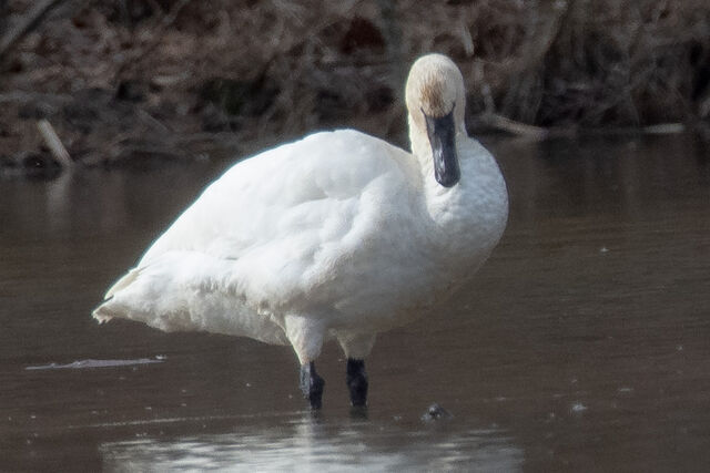 Tundra Swan